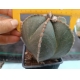 Astrophytum myriostiga - 2 m-9x9 rf. 070424 3