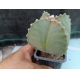 Astrophytum myriostigma cuatricostatum m-7x7 rf. 160624