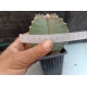 Astrophytum myriostigma cuatricostatum m-7x7 rf. 160624 3