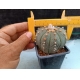Astrophytum asterias m- 8x8 rf. 160624 - 827 2