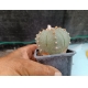 Astrophytum asterias m- 8x8 rf. 160624 - 827 3