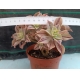 Aeonium Leucoblepharum m-11  rf. 160624 2