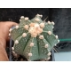 Astrophytum hibrido m-7x7 rf. 160624- 851 2