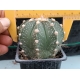 Astrophytum hibrido m-7x7 rf. 160624- 851 3
