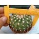 Notocactus ubelmannianus inermis m-8.5 rf. 230624 2