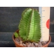 Euphorbia sp. rf. 030222 2