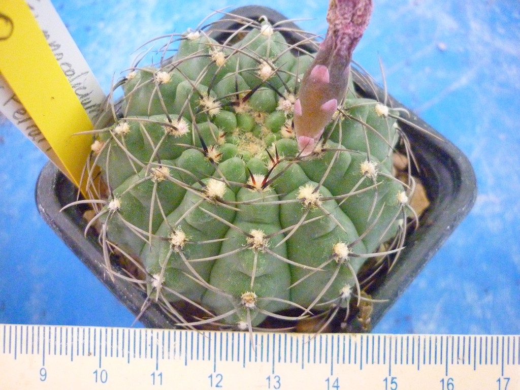 Gymnocalycium mucidum v. ferrari rf. 200620